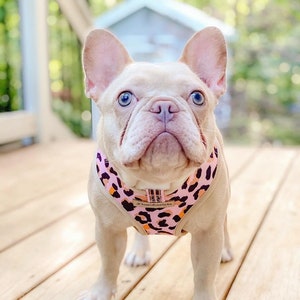 Frenchiestore Reversible Dog Health Harness | Wild One