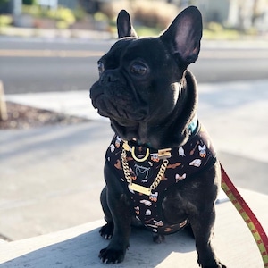 Frenchiestore Reversible Dog Health Harness | Harry Pupper