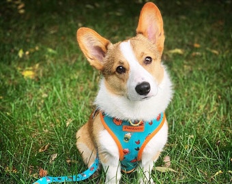 Frenchiestore Omkeerbaar hondengezondheidstuig | Pumpkin Spice Pupcupje