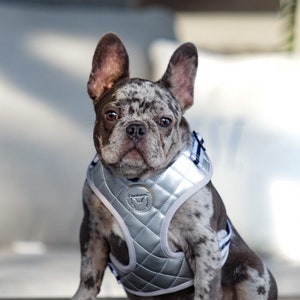 Frenchiestore Neck Adjustable Vegan Leather Health Harness | Silver Varsity