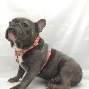 Frenchiestore Adjustable Health Harness | Frenchie love in Pink