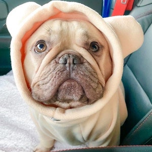 Pu&ograve; includere: Un bulldog francese marrone chiaro che indossa un maglione con cappuccio color crema con orecchie da orso. Il cane &egrave; seduto su un sedile di auto.