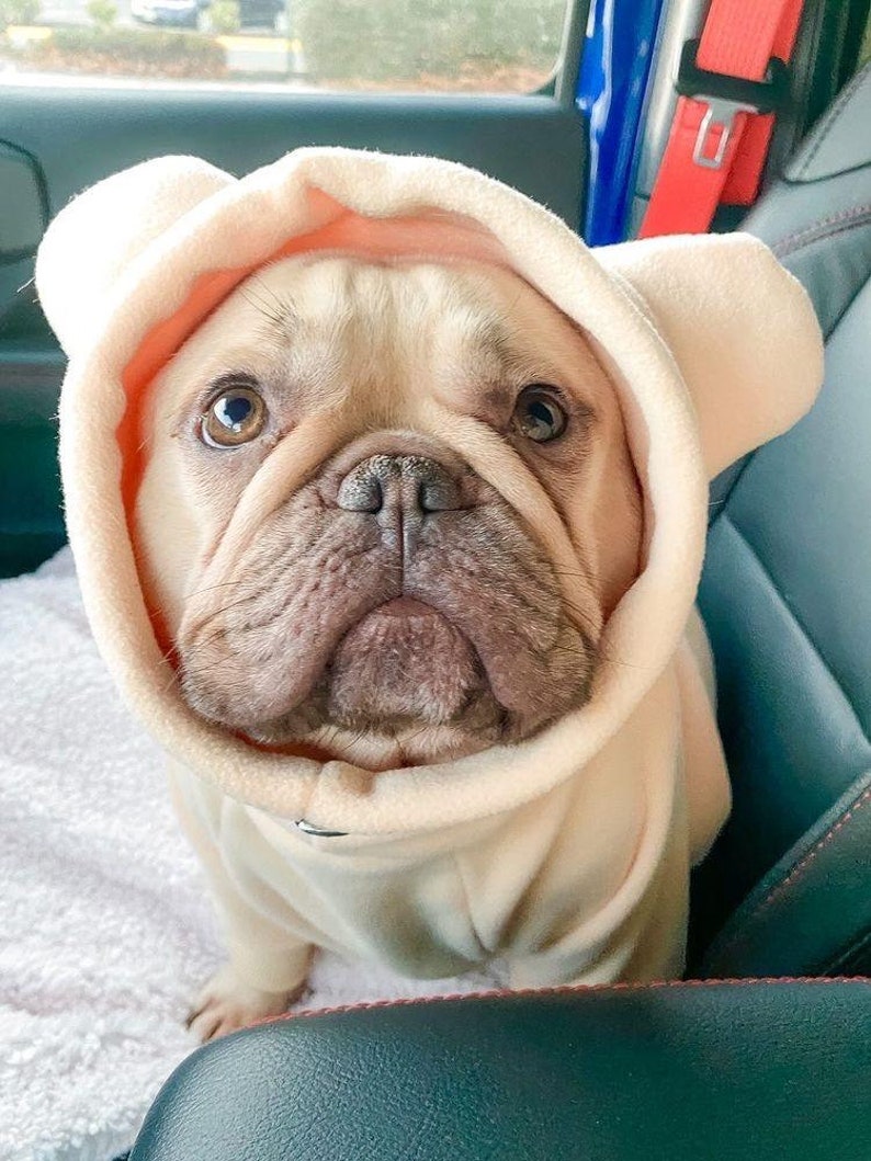 Pu&ograve; includere: Un bulldog francese marrone chiaro che indossa un maglione con cappuccio color crema con orecchie da orso. Il cane &egrave; seduto su un sedile di auto.