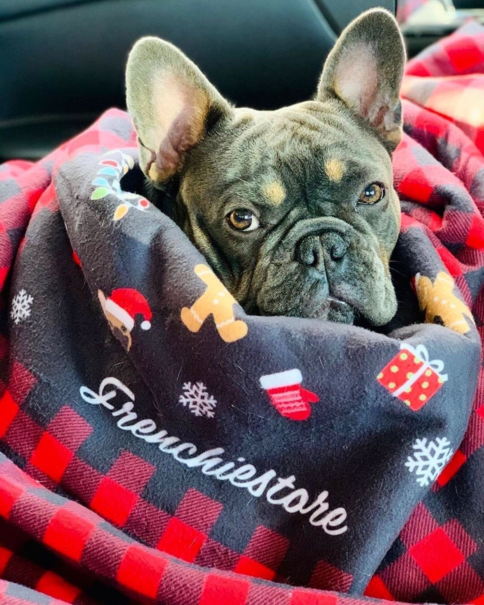 Frenchie Blanket Frenchiestore French Bulldog's Etsy