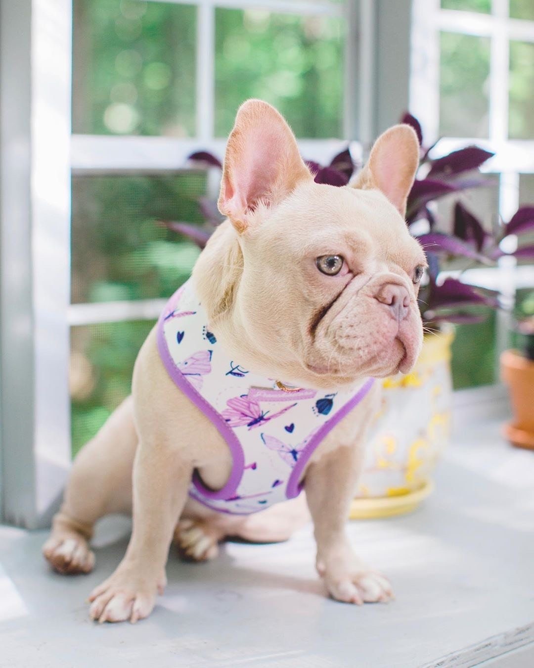 french bulldog harness