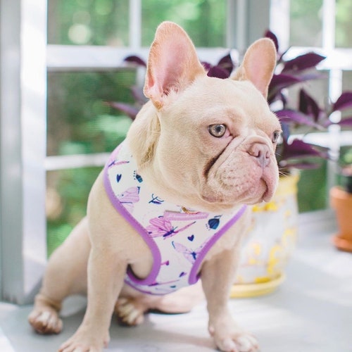 French Bulldog Harness Versatile Health Harness Mint - Etsy