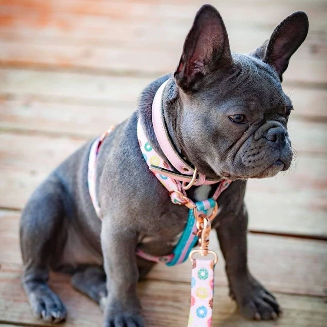 French Bulldog Harness Versatile Health Harness Ice Cream 