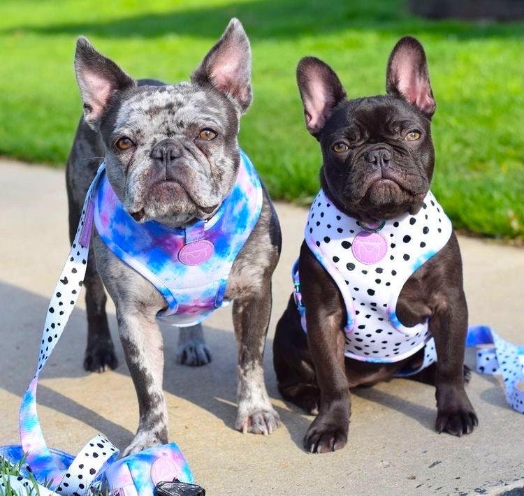 frenchie store harness