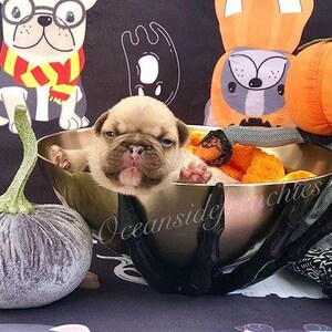 May include: A small, light brown French bulldog puppy sits in a silver bowl with orange and black Halloween decorations. The puppy is looking directly at the camera. The text "Oceanside Frenchies" is visible in the image.