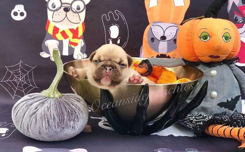May include: A small, light brown French bulldog puppy sits in a silver bowl with orange and black Halloween decorations. The puppy is looking directly at the camera. The text "Oceanside Frenchies" is visible in the image.