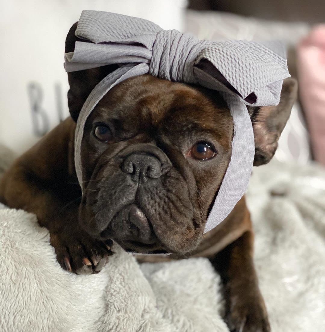Frenchiestore Pet Head Bow | Silver - Etsy