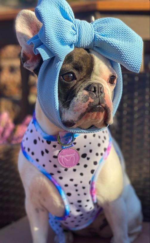 French Bulldog Harness Versatile Health Harness Ice Cream 