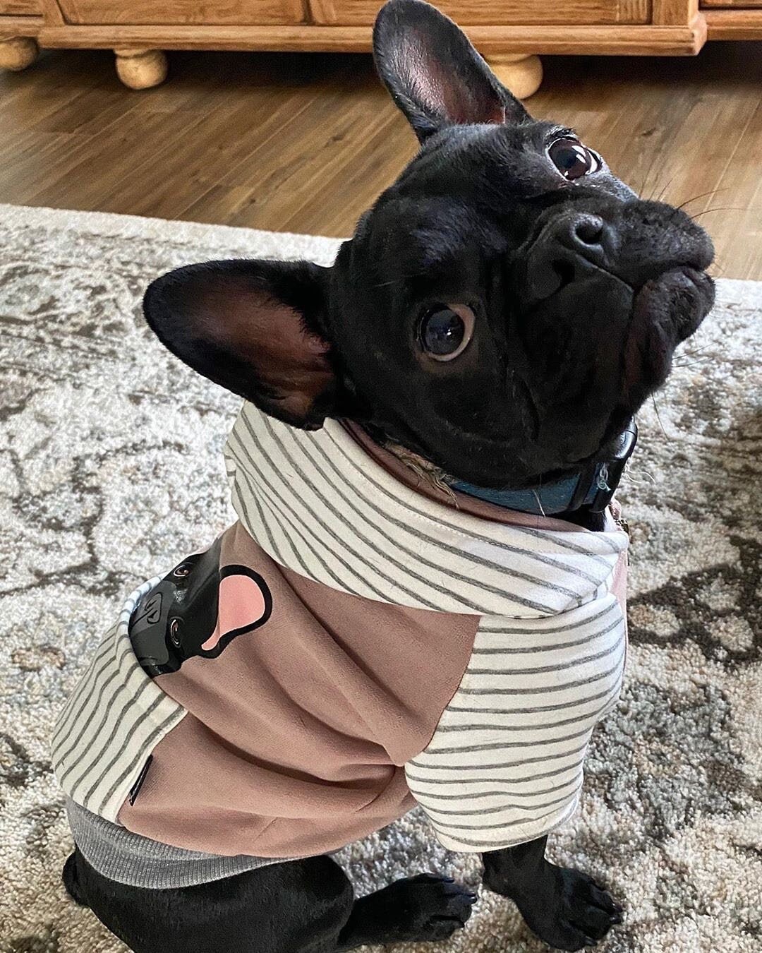 custom frenchie store