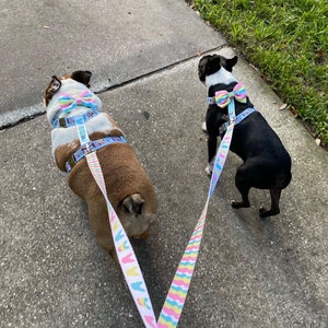 Frenchiestore Multiple Configurations Health Leash | Ice Cream