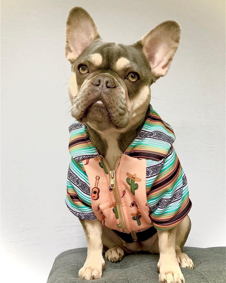 May include: A French bulldog wearing a pink and blue hooded sweater with a Mexican-inspired print featuring cacti, guitars, and sombreros.