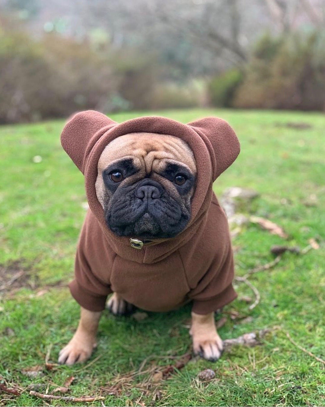 Bulldog Teddy