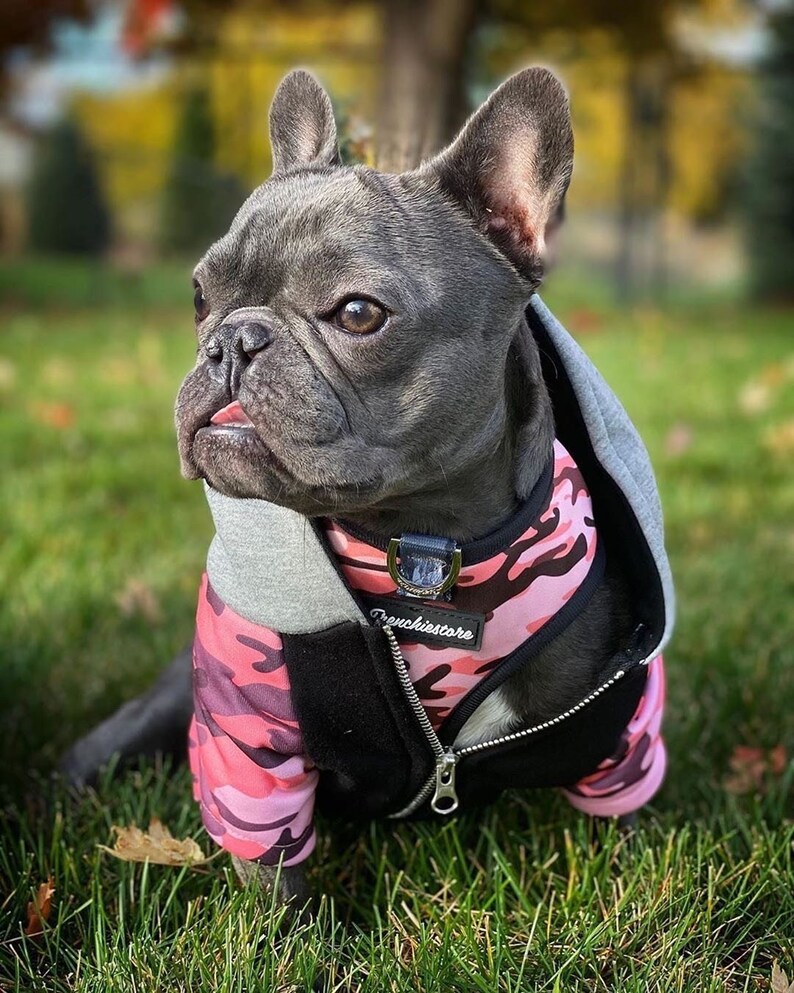 French Bulldog With Hoodie
 French Bulldog hoo Frenchie Clothing Pink Ultimate Camo