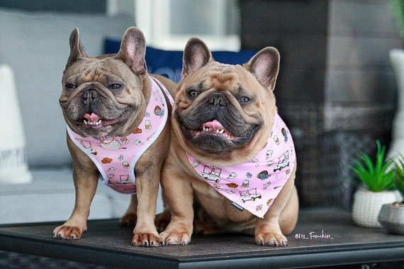 French bulldog cooling hot sale bandana