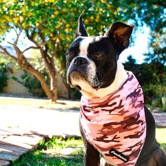 French bulldog cooling clearance bandana