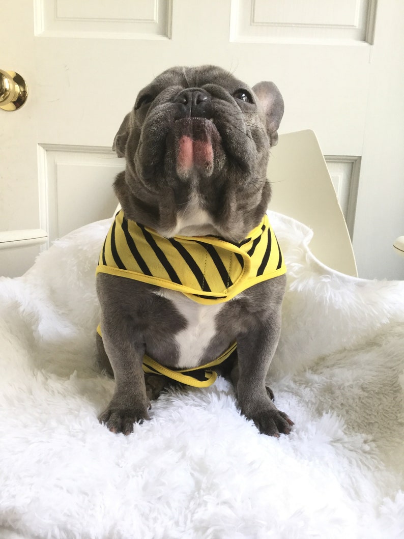 Blue French Bulldog in Bumblebee Frenchiestore Frenchie Shirt