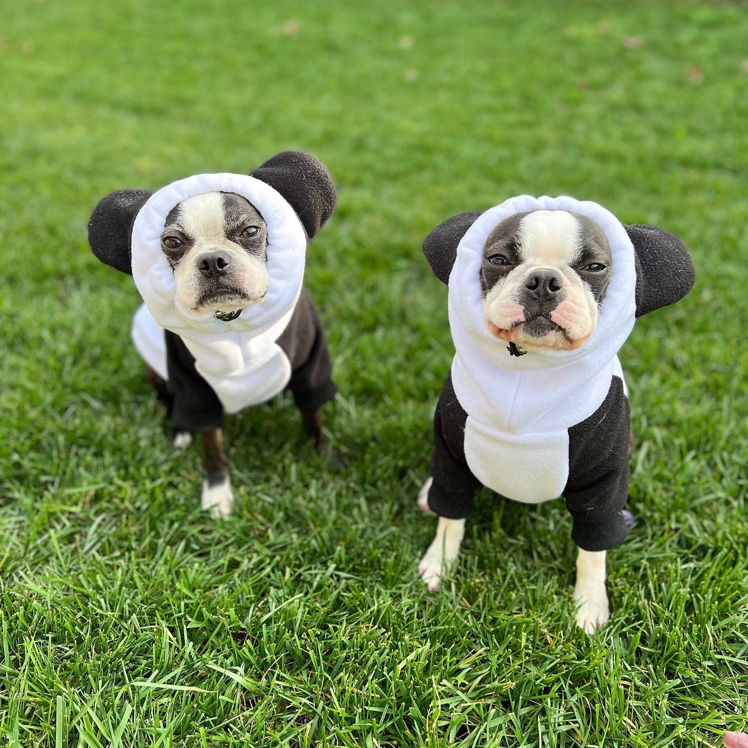 Frenchiestore Organic Dog Frenchie Ear Hoodie | Panda Bear - Etsy