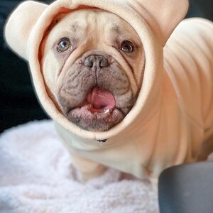 Pu&ograve; includere: Un bulldog francese marrone chiaro che indossa un maglione con cappuccio rosa chiaro con orecchie da orso. Il cane guarda la telecamera con la bocca aperta e la lingua di fuori.