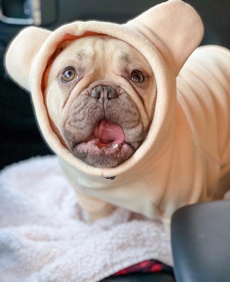 Pu&ograve; includere: Un bulldog francese marrone chiaro che indossa un maglione con cappuccio rosa chiaro con orecchie da orso. Il cane guarda la telecamera con la bocca aperta e la lingua di fuori.