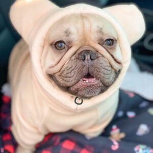 Pu&ograve; includere: Un bulldog francese marrone chiaro che indossa un maglione con cappuccio beige con grandi orecchie. Il cane &egrave; seduto su una coperta a quadri rossi e neri.
