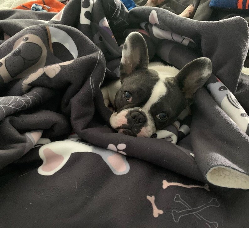 Frenchie Halloween Blanket | French Bulldogs in costumes image 4