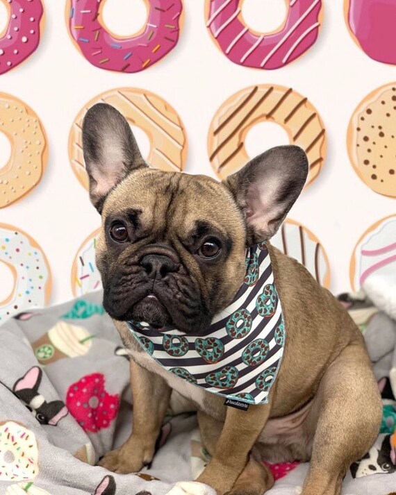 frenchie bandana