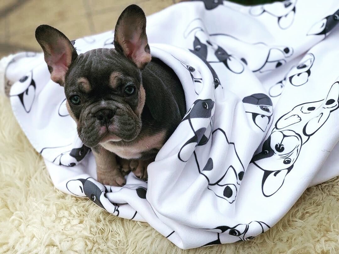 French bulldog blankets hotsell