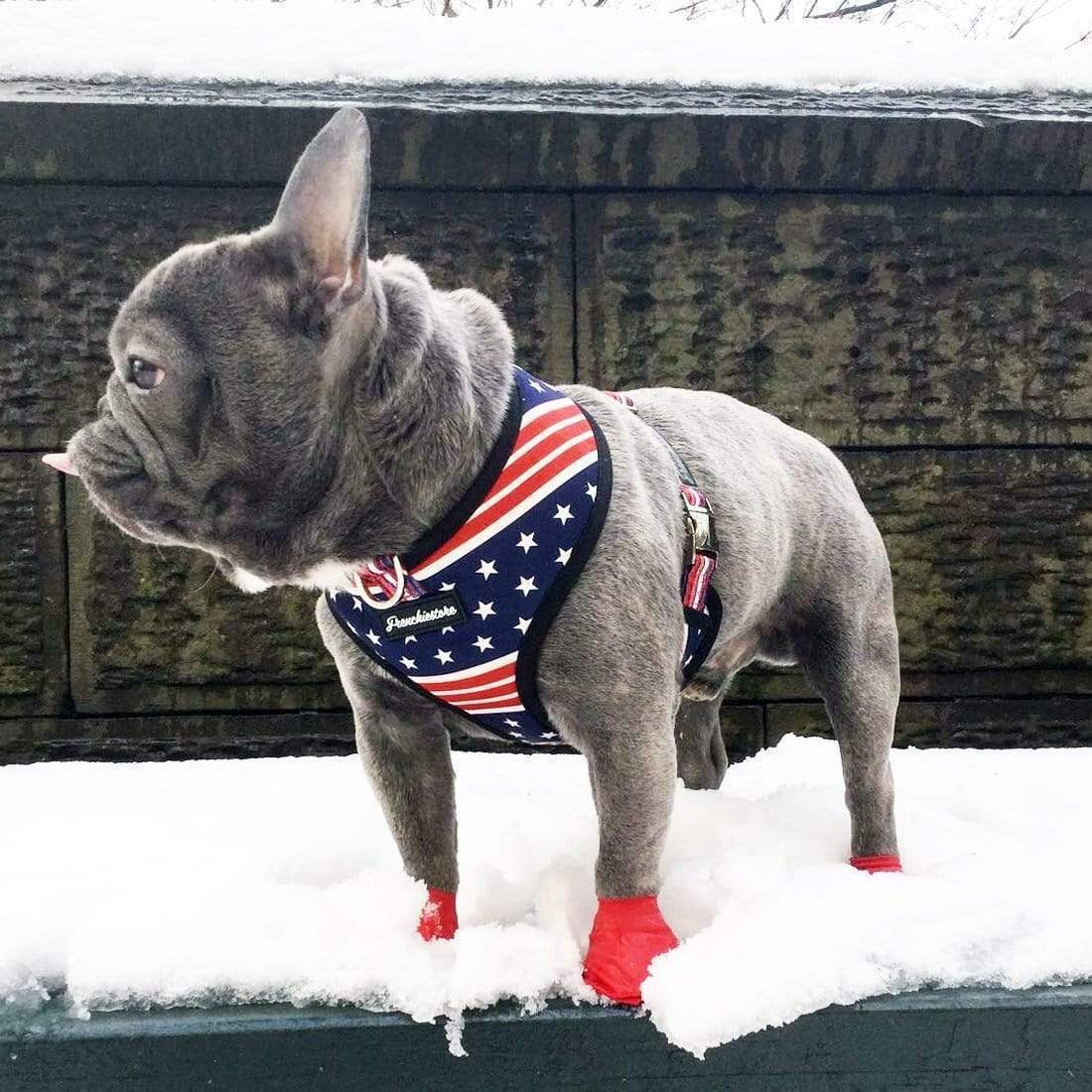 Harnais bouledogue français : les meilleurs modèles (2020)