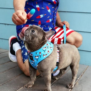 Frenchiestore Reversible Dog Health Harness | Bombastic