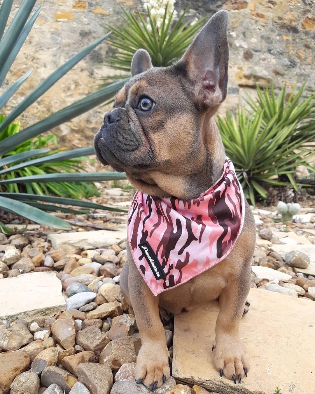 Frenchie cooling best sale bandana