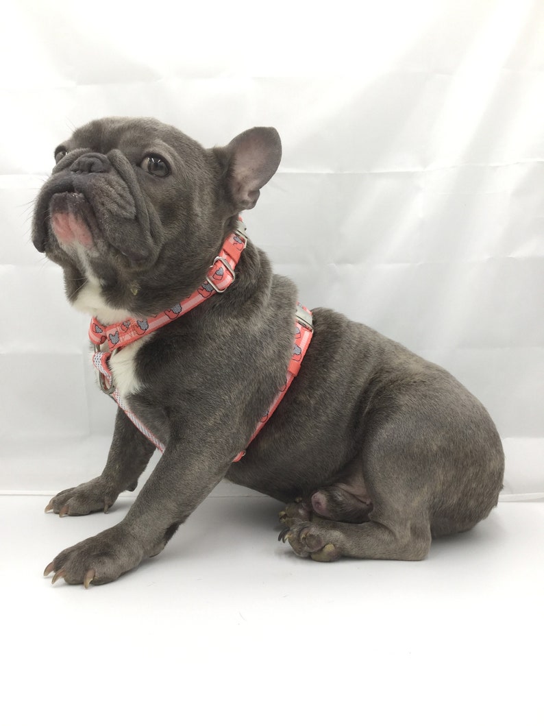love frenchie harness