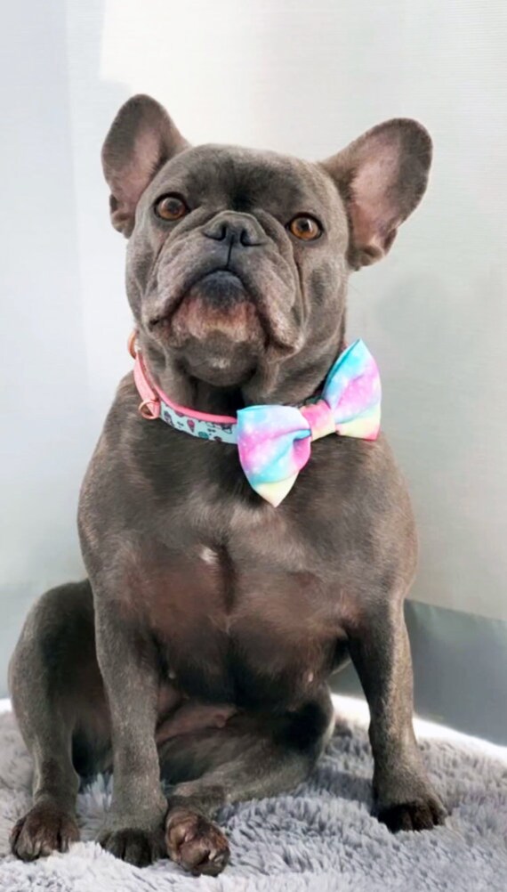 Frenchiestore breakaway cheap dog collar