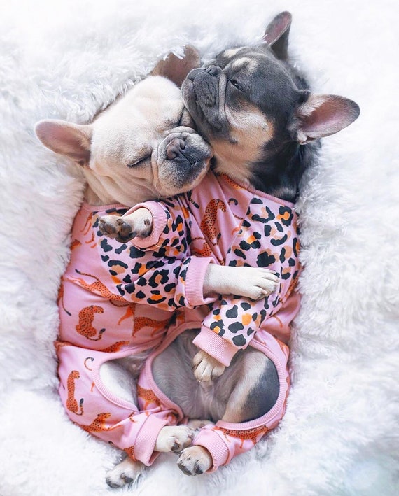 kleur Bouwen op scheiden Franse Bulldog Pyjama Frenchie Kleding Wilde - Etsy Nederland