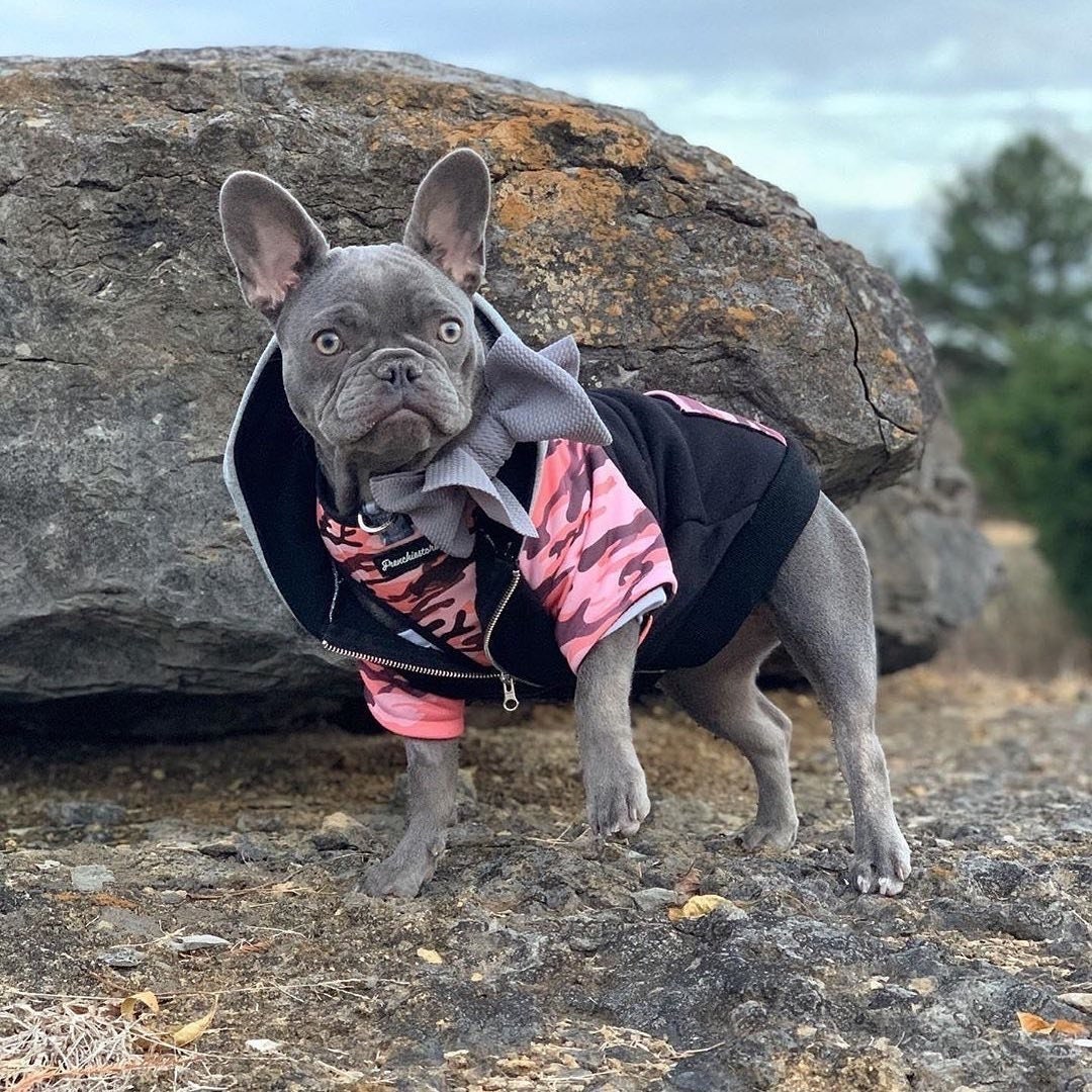 Frenchiestore Pet Head Bow | Silver - Etsy
