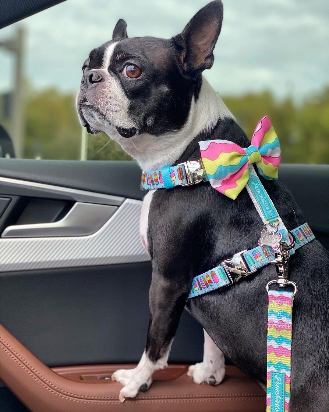 Ivdd dog harness hot sale