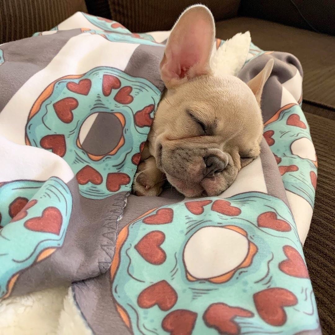 Frenchie Fantasia Quilted Blanket NCU0PT2239