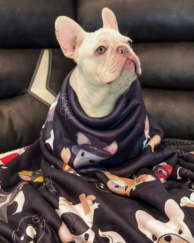 May include: A white French bulldog puppy is curled up in a black fleece blanket with a Halloween-themed print of various dogs dressed in costumes.
