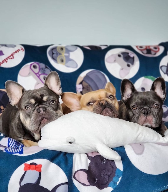 フレンチブルドッグブランケット | Frenchiestore | フレンチ