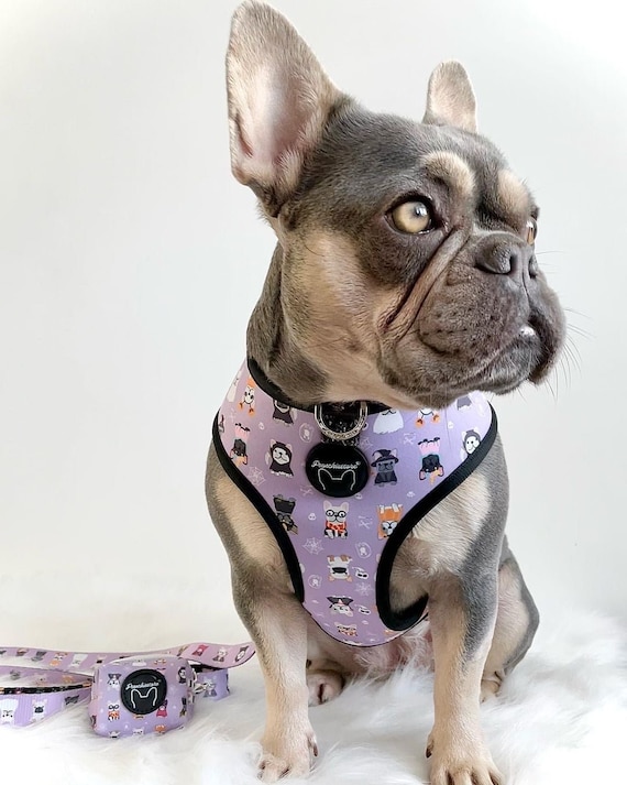 French Bulldog Harness Versatile Health Harness Harry -  Israel