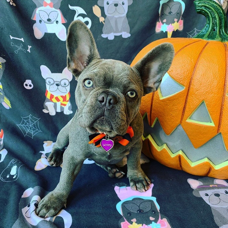 May include: A blue French bulldog puppy wearing a black and orange bow tie with a pink heart-shaped tag that says "Lovey" is sitting in front of a large orange jack-o'-lantern on a black and white Halloween-themed blanket.