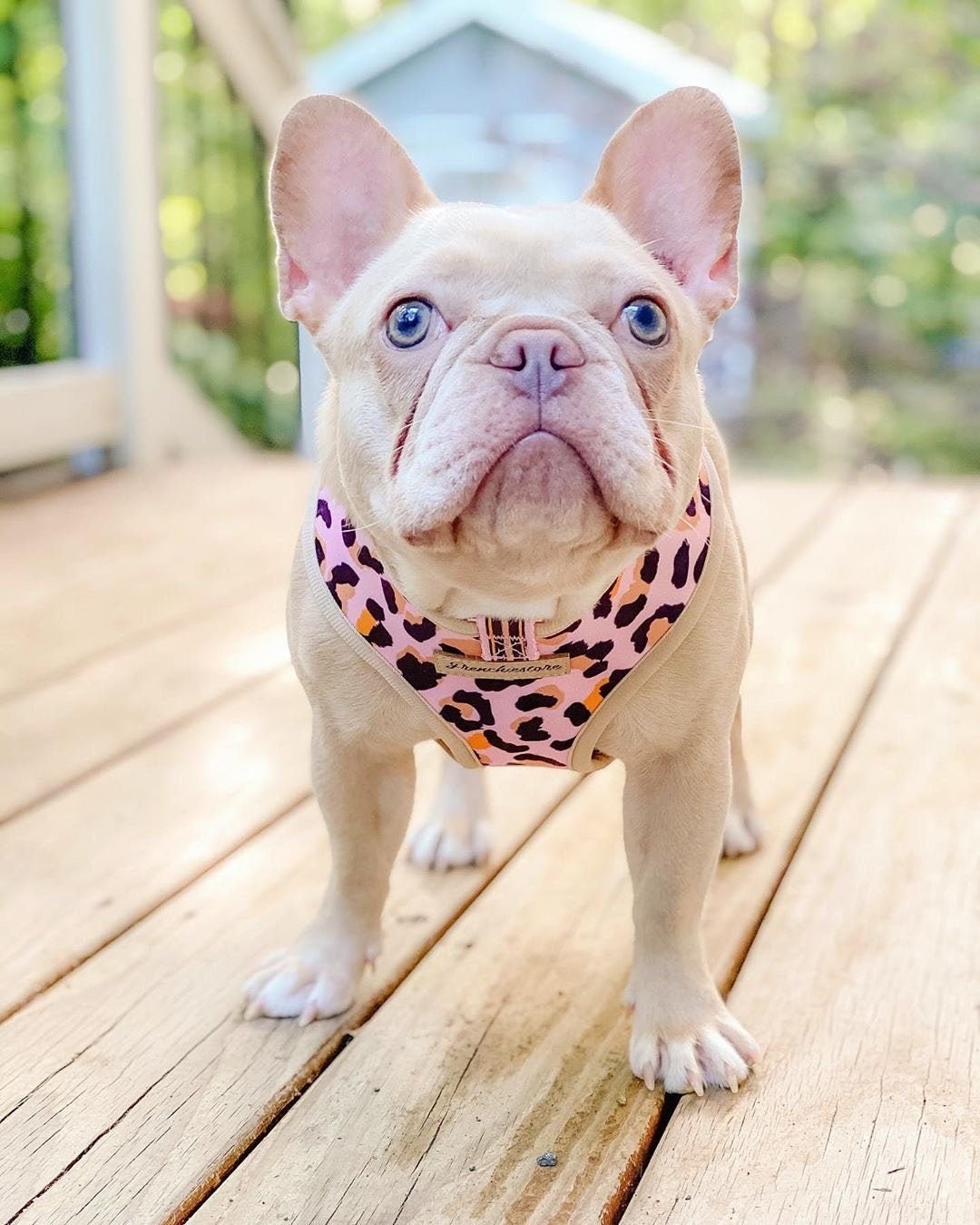 French Bulldog And Harness Stock Photo - Download Image Now