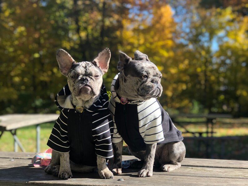 Dogs Hoodie Organic Cotton in Black