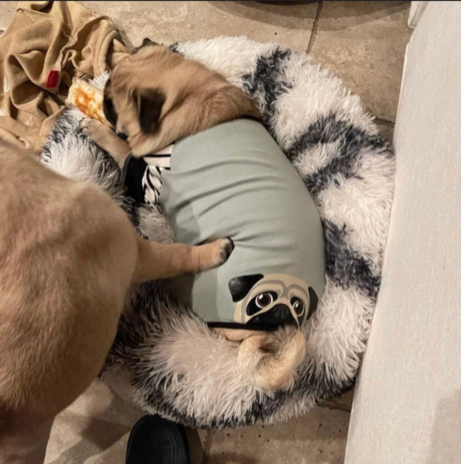 Pug Pajamas Pug Dog Clothing Fawn Pug Dog Etsy