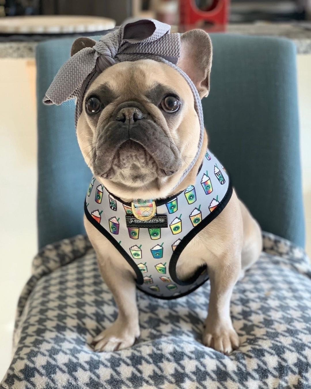 Frenchiestore Pet Head Bow | Silver - Etsy