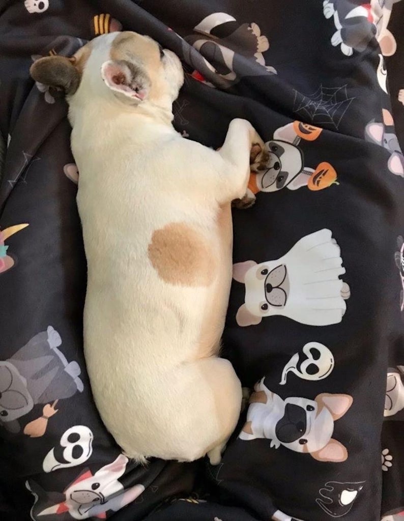 Frenchie Halloween Blanket | French Bulldogs in costumes image 3