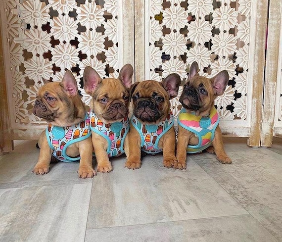 Frenchie Shop : French Bulldog Harnesses, Clothes, Apparel & more